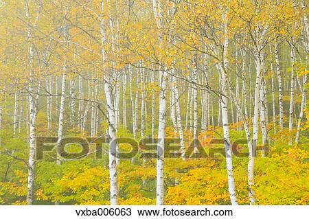 Autumn leaves, Nagano Prefecture, Japan View Large Photo Image Stock Image - Autumn leaves, Nagano Prefecture, Japan. Fotosearch