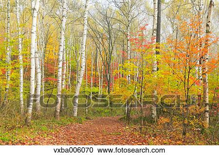 Autumn leaves, Nagano Prefecture, Japan View Large Photo Image Stock Image - Autumn leaves, Nagano Prefecture, Japan. Fotosearch
