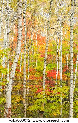 Autumn leaves, Nagano Prefecture, Japan View Large Photo Image Stock Image - Autumn leaves, Nagano Prefecture, Japan. Fotosearch