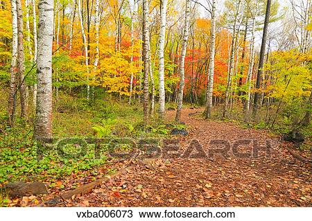 Autumn leaves, Nagano Prefecture, Japan View Large Photo Image Stock Image - Autumn leaves, Nagano Prefecture, Japan. Fotosearch