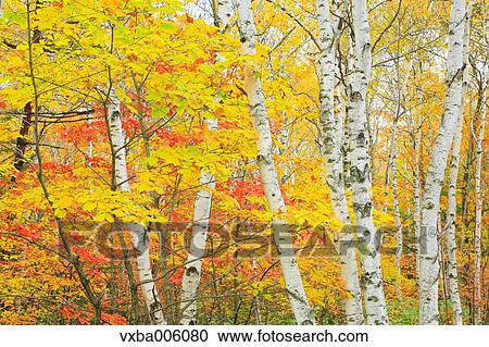 Autumn leaves, Nagano Prefecture, Japan View Large Photo Image Stock Image - Autumn leaves, Nagano Prefecture, Japan. Fotosearch