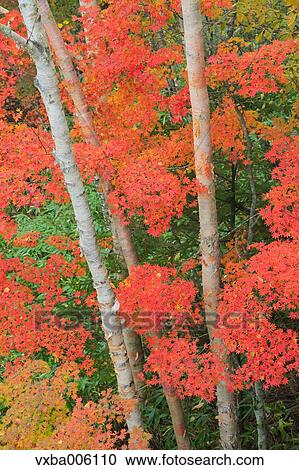Autumn leaves, Nagano Prefecture, Japan View Large Photo Image Stock Image - Autumn leaves, Nagano Prefecture, Japan. Fotosearch
