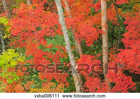 Autumn leaves, Nagano Prefecture, Japan View Large Photo Image Stock Image - Autumn leaves, Nagano Prefecture, Japan. Fotosearch