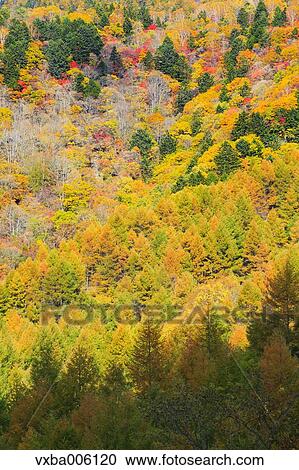 Autumn leaves, Nagano Prefecture, Japan View Large Photo Image Stock Image - Autumn leaves, Nagano Prefecture, Japan. Fotosearch