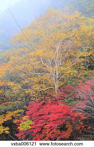 Autumn leaves, Nagano Prefecture, Japan View Large Photo Image Stock Image - Autumn leaves, Nagano Prefecture, Japan. Fotosearch