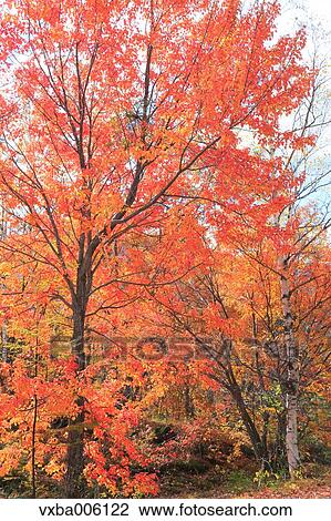 Autumn leaves, Nagano Prefecture, Japan View Large Photo Image Stock Image - Autumn leaves, Nagano Prefecture, Japan. Fotosearch