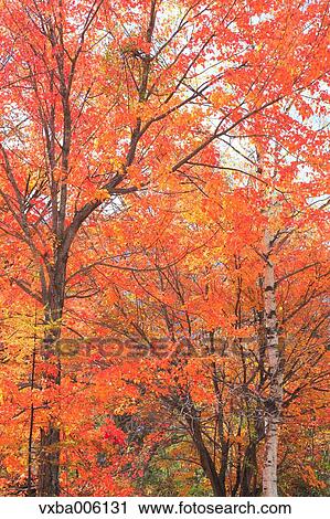 Autumn leaves, Nagano Prefecture, Japan View Large Photo Image Stock Image - Autumn leaves, Nagano Prefecture, Japan. Fotosearch