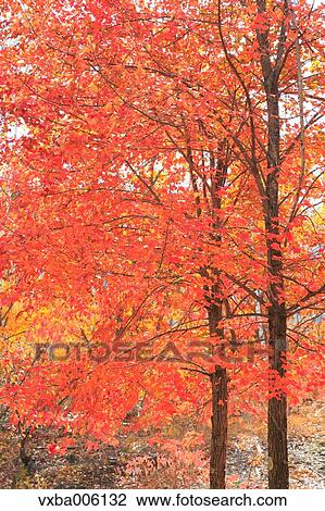 Stock Image - Autumn leaves, Nagano Prefecture, Japan. Fotosearch