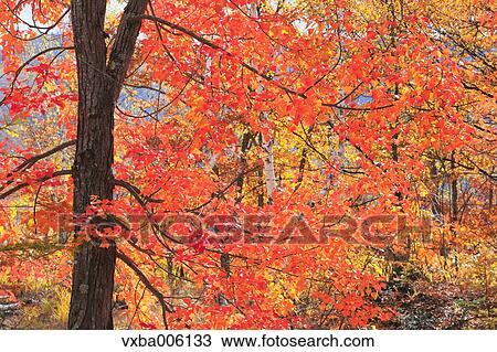 Autumn leaves, Nagano Prefecture, Japan View Large Photo Image Stock Image - Autumn leaves, Nagano Prefecture, Japan. Fotosearch