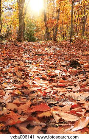 Autumn leaves, Nagano Prefecture, Japan View Large Photo Image Stock Image - Autumn leaves, Nagano Prefecture, Japan. Fotosearch