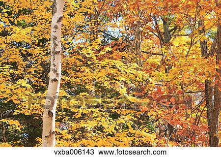 Stock Image - Autumn leaves, Nagano Prefecture, Japan. Fotosearch