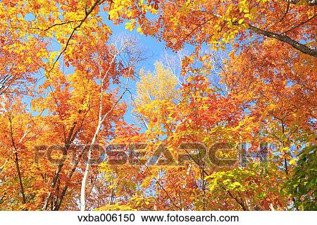 Autumn leaves, Nagano Prefecture, Japan View Large Photo Image Stock Image - Autumn leaves, Nagano Prefecture, Japan. Fotosearch