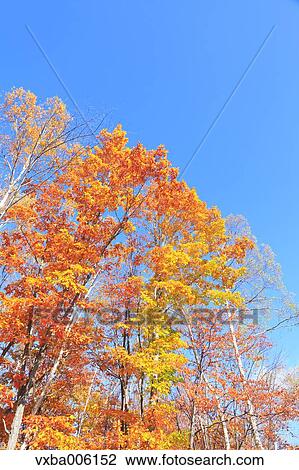 Stock Image - Autumn leaves, Nagano Prefecture, Japan. Fotosearch