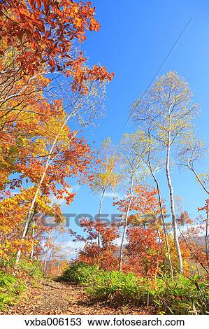 Autumn leaves, Nagano Prefecture, Japan View Large Photo Image Stock Image - Autumn leaves, Nagano Prefecture, Japan. Fotosearch