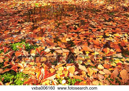 Autumn leaves, Nagano Prefecture, Japan View Large Photo Image Stock Image - Autumn leaves, Nagano Prefecture, Japan. Fotosearch