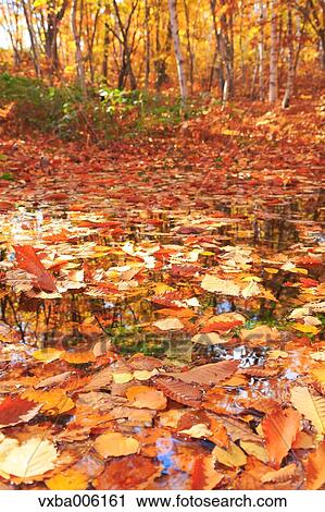 Autumn leaves, Nagano Prefecture, Japan View Large Photo Image Stock Image - Autumn leaves, Nagano Prefecture, Japan. Fotosearch