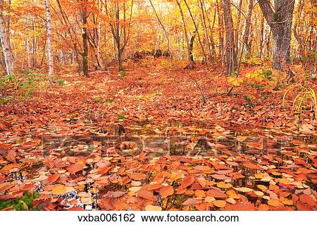 Autumn leaves, Nagano Prefecture, Japan View Large Photo Image Stock Image - Autumn leaves, Nagano Prefecture, Japan. Fotosearch