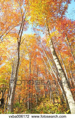 Stock Image - Autumn leaves, Nagano Prefecture, Japan. Fotosearch