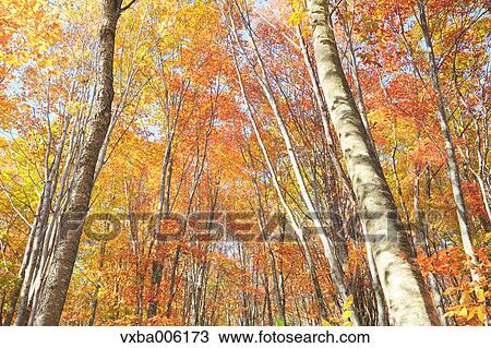 Autumn leaves, Nagano Prefecture, Japan View Large Photo Image Stock Image - Autumn leaves, Nagano Prefecture, Japan. Fotosearch