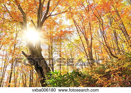 Autumn leaves, Nagano Prefecture, Japan View Large Photo Image Stock Image - Autumn leaves, Nagano Prefecture, Japan. Fotosearch