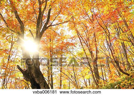 Autumn leaves, Nagano Prefecture, Japan View Large Photo Image Stock Image - Autumn leaves, Nagano Prefecture, Japan. Fotosearch