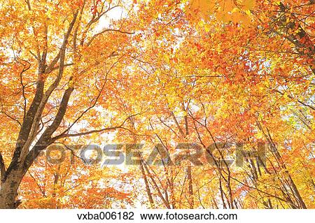 Autumn leaves, Nagano Prefecture, Japan View Large Photo Image Stock Image - Autumn leaves, Nagano Prefecture, Japan. Fotosearch