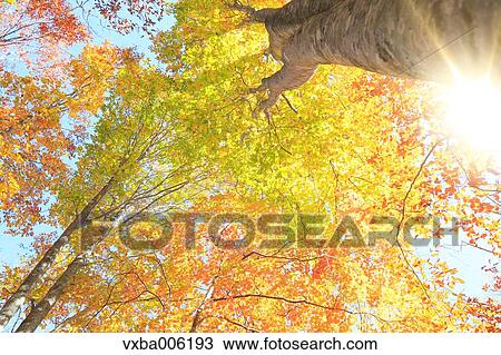 Autumn leaves, Nagano Prefecture, Japan View Large Photo Image Stock Image - Autumn leaves, Nagano Prefecture, Japan. Fotosearch