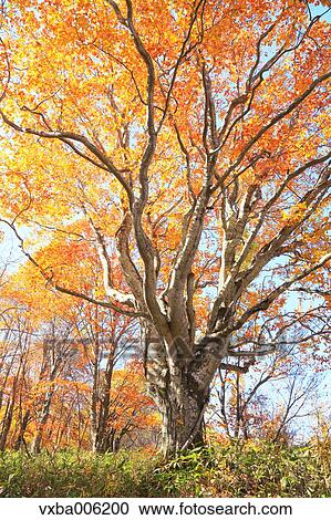 Stock Image - Autumn leaves, Nagano Prefecture, Japan. Fotosearch