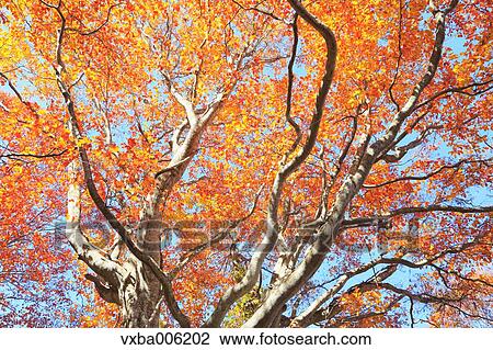 Autumn leaves, Nagano Prefecture, Japan View Large Photo Image Stock Image - Autumn leaves, Nagano Prefecture, Japan. Fotosearch