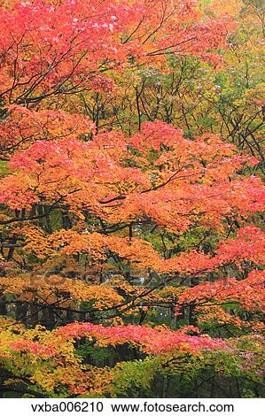 Autumn leaves, Nagano Prefecture, Japan View Large Photo Image Stock Image - Autumn leaves, Nagano Prefecture, Japan. Fotosearch