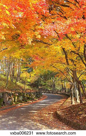 Autumn leaves, Nagano Prefecture, Japan View Large Photo Image Stock Image - Autumn leaves, Nagano Prefecture, Japan. Fotosearch