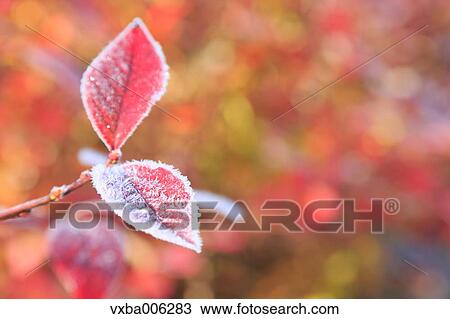 Autumn leaves, Nagano Prefecture, Japan View Large Photo Image Stock Image - Autumn leaves, Nagano Prefecture, Japan. Fotosearch