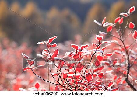 Autumn leaves, Nagano Prefecture, Japan View Large Photo Image Stock Image - Autumn leaves, Nagano Prefecture, Japan. Fotosearch