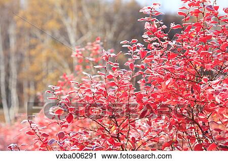 Autumn leaves, Nagano Prefecture, Japan View Large Photo Image Stock Image - Autumn leaves, Nagano Prefecture, Japan. Fotosearch