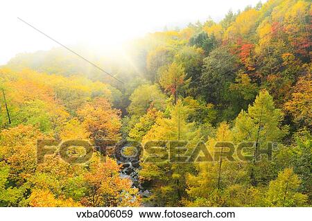 Stock Photo - Autumn leaves, Nagano Prefecture, Japan. Fotosearch