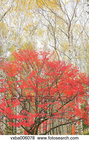 Autumn leaves, Nagano Prefecture, Japan View Large Photo Image Stock Photo - Autumn leaves, Nagano Prefecture, Japan. Fotosearch