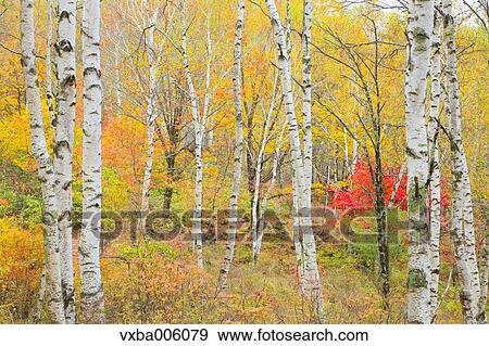 Autumn leaves, Nagano Prefecture, Japan View Large Photo Image Stock Photo - Autumn leaves, Nagano Prefecture, Japan. Fotosearch