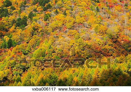Autumn leaves, Nagano Prefecture, Japan View Large Photo Image Stock Photo - Autumn leaves, Nagano Prefecture, Japan. Fotosearch