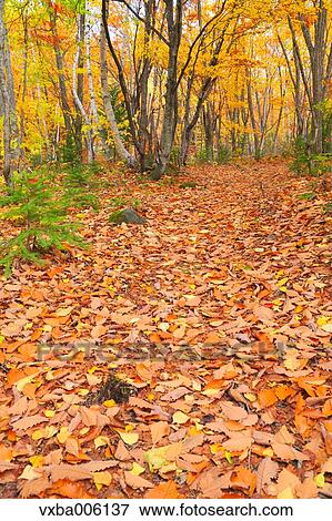Autumn leaves, Nagano Prefecture, Japan View Large Photo Image Stock Photo - Autumn leaves, Nagano Prefecture, Japan. Fotosearch