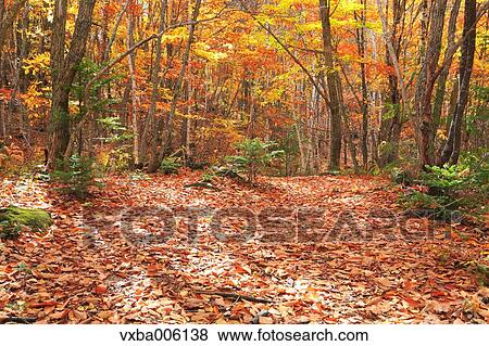 Autumn leaves, Nagano Prefecture, Japan View Large Photo Image Stock Photo - Autumn leaves, Nagano Prefecture, Japan. Fotosearch