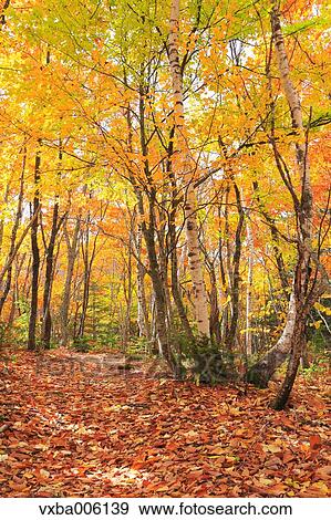 Stock Photo - Autumn leaves, Nagano Prefecture, Japan. Fotosearch