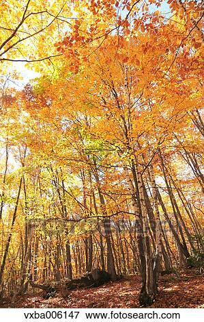 Autumn leaves, Nagano Prefecture, Japan View Large Photo Image Stock Photo - Autumn leaves, Nagano Prefecture, Japan. Fotosearch