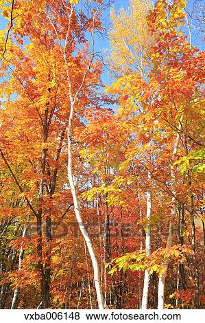Autumn leaves, Nagano Prefecture, Japan View Large Photo Image Stock Photo - Autumn leaves, Nagano Prefecture, Japan. Fotosearch