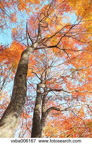 Stock Photo - Autumn leaves, Nagano Prefecture, Japan. Fotosearch