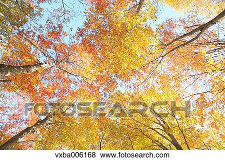 Autumn leaves, Nagano Prefecture, Japan View Large Photo Image Stock Photo - Autumn leaves, Nagano Prefecture, Japan. Fotosearch