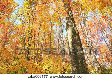 Autumn leaves, Nagano Prefecture, Japan View Large Photo Image Stock Photo - Autumn leaves, Nagano Prefecture, Japan. Fotosearch