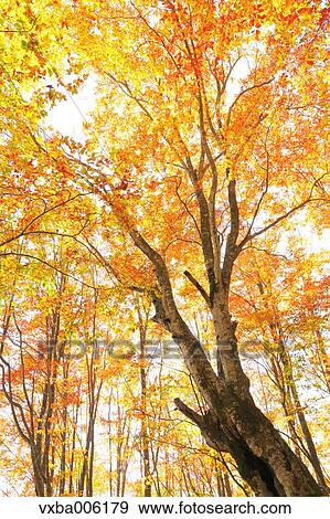 Autumn leaves, Nagano Prefecture, Japan View Large Photo Image Stock Photo - Autumn leaves, Nagano Prefecture, Japan. Fotosearch