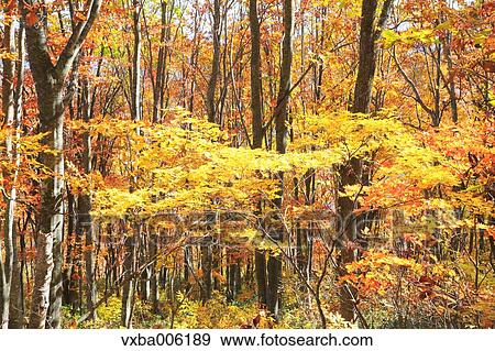 Autumn leaves, Nagano Prefecture, Japan View Large Photo Image Stock Photo - Autumn leaves, Nagano Prefecture, Japan. Fotosearch