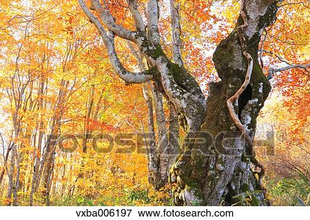 Stock Photo - Autumn leaves, Nagano Prefecture, Japan. Fotosearch