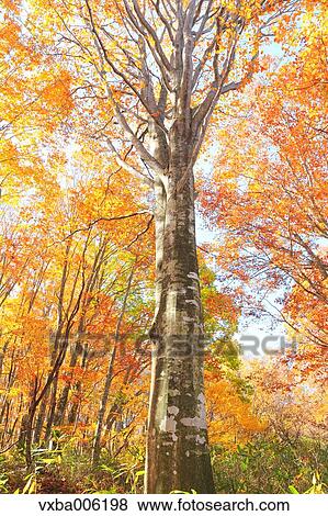Autumn leaves, Nagano Prefecture, Japan View Large Photo Image Stock Photo - Autumn leaves, Nagano Prefecture, Japan. Fotosearch